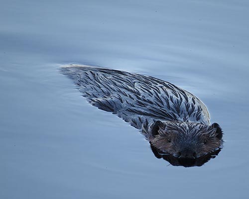 Swimming beaver